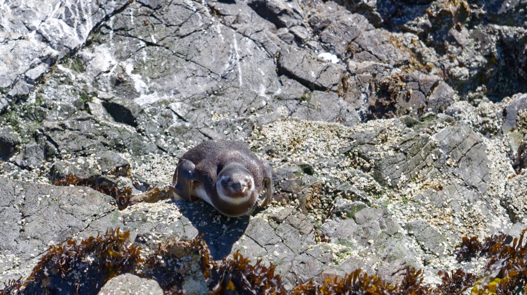 11 - Île de Chiloé (5).jpg